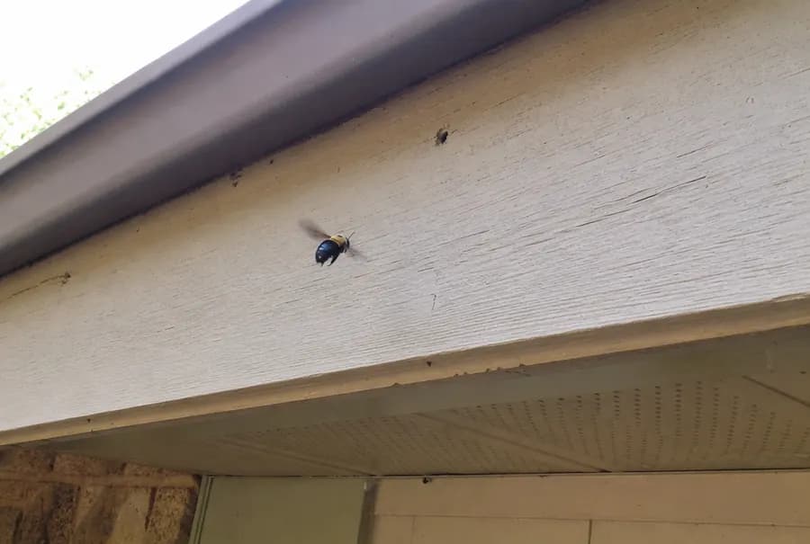 A single large carpenter bee hovering near the wooden fascia under a roof edge