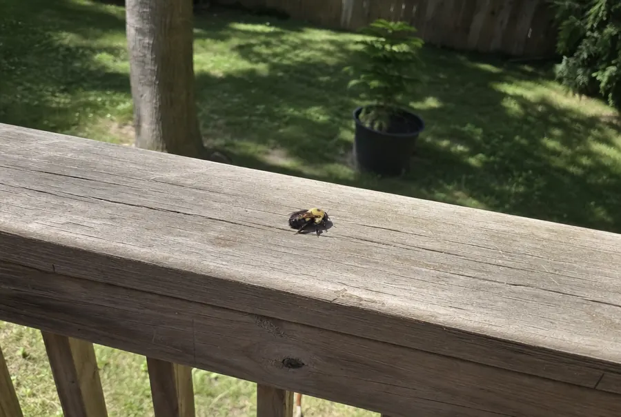 A single carpenter bee resting on a weathered wooden deck rail in the sun