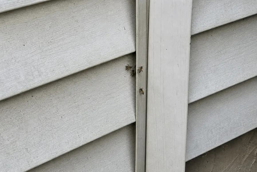 A few honey bees going in and out of a small gap at the corner trim of a house
