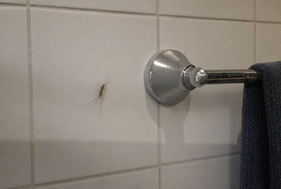 A house centipede on a bathroom wall
