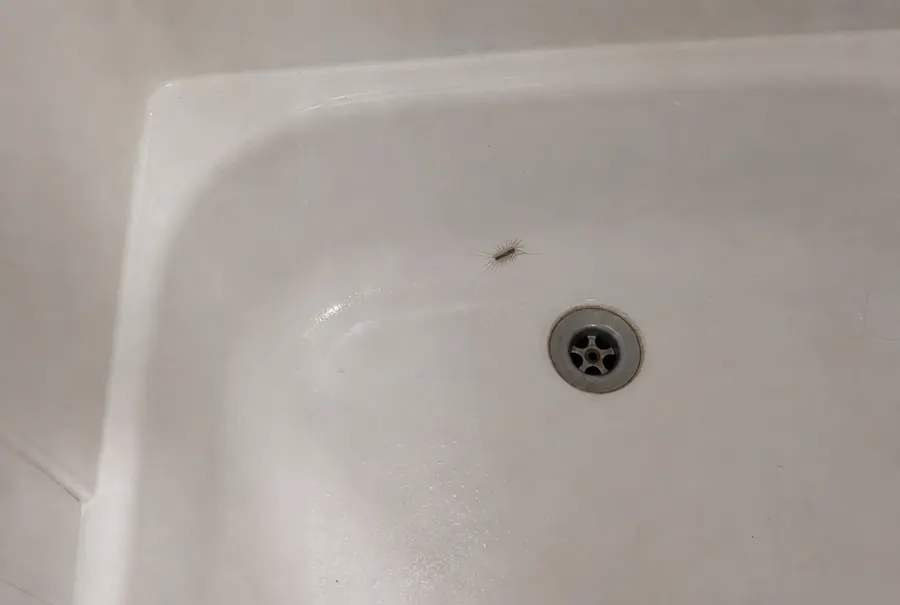 A house centipede near a bathtub drain