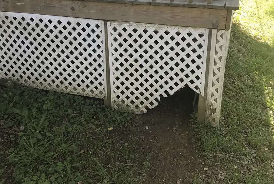 A broken corner of white lattice skirting under a deck with a worn dirt path leading underneath