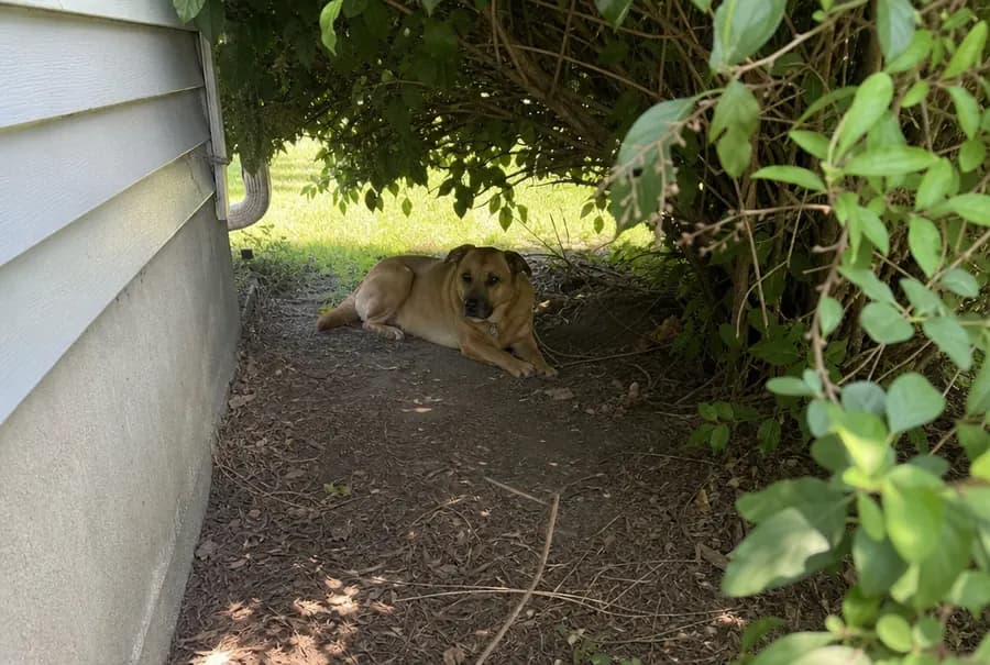A family dog lying in a bare, shaded hollow in the mulch under a shrub beside a house