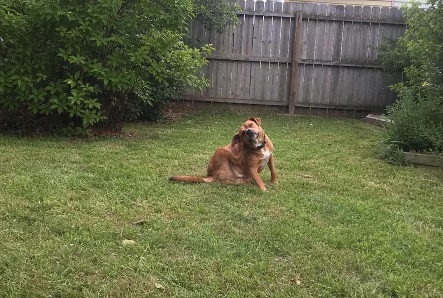 A family dog sitting on a backyard lawn scratching behind its ear with its back leg