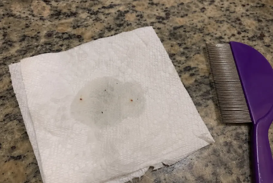 A few tiny dark specks on a wet white paper towel with faint reddish rings around them, next to a pet comb