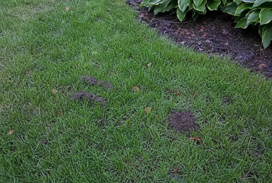 Two short new raised ridges and a small fresh soil mound in damp grass after rain