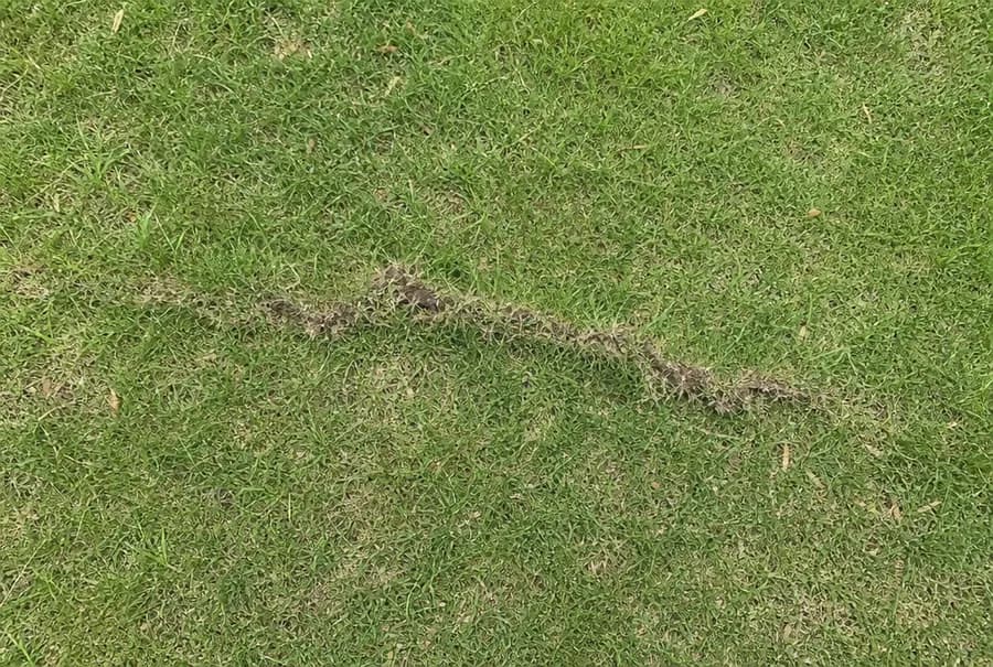 A raised, winding mole ridge across a lawn in spring