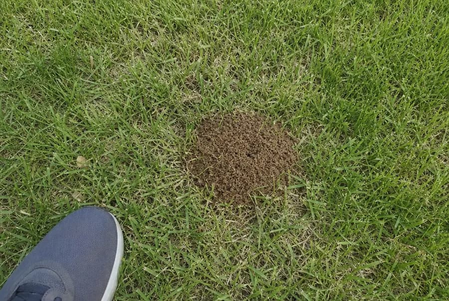 One small volcano-shaped mound of fresh brown soil in a green lawn