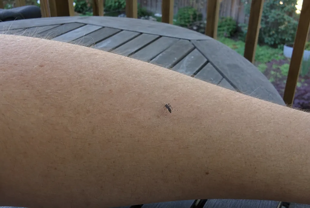 A single small black and white Asian tiger mosquito on a forearm on a backyard patio