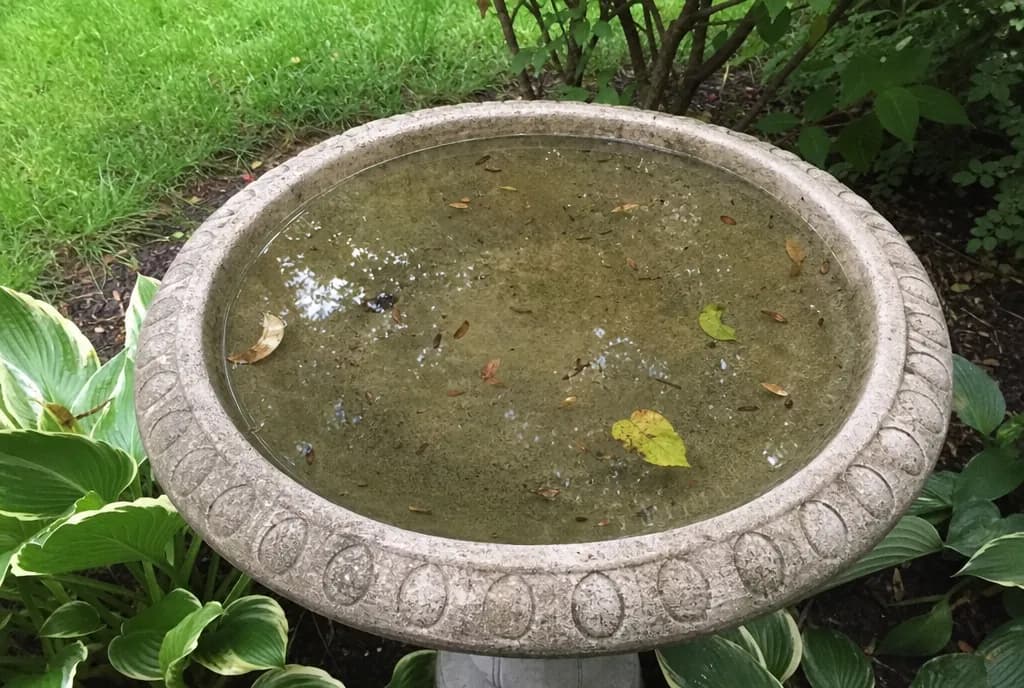 Concrete birdbath with still, slightly murky water and floating leaves
