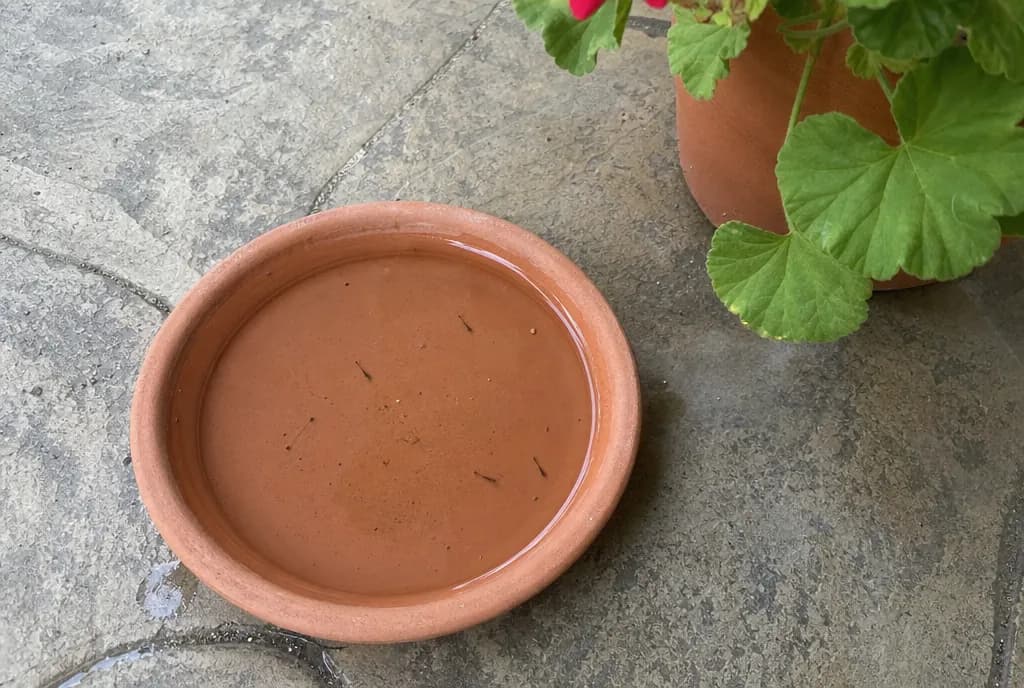 Terracotta flower pot saucer with a little rainwater and a few tiny mosquito larvae