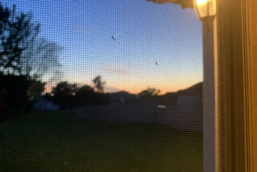 A few small mosquitoes resting on a back door screen at dusk