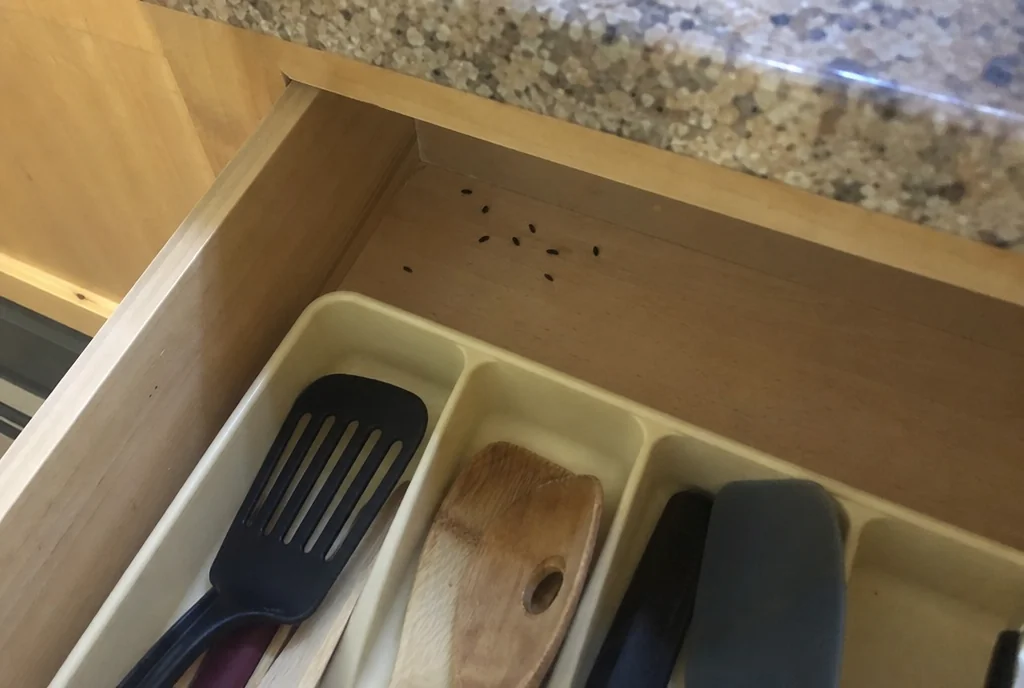 Small dark mouse droppings scattered in a kitchen utensil drawer