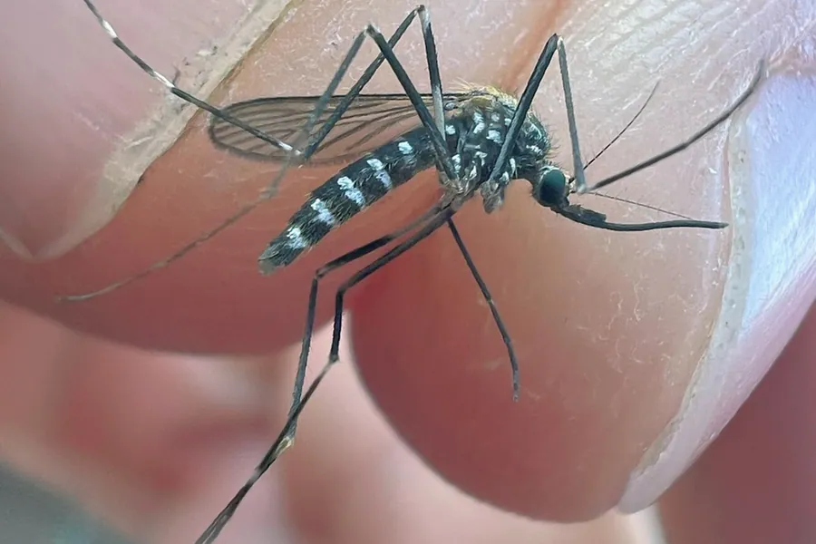 Asian bush mosquito, Aedes japonicus