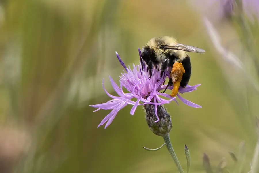 Common eastern bumble bee, Bombus impatiens