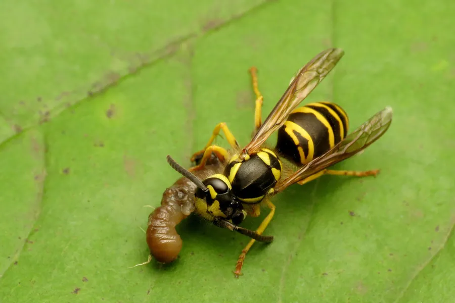 Eastern yellowjacket, Vespula maculifrons