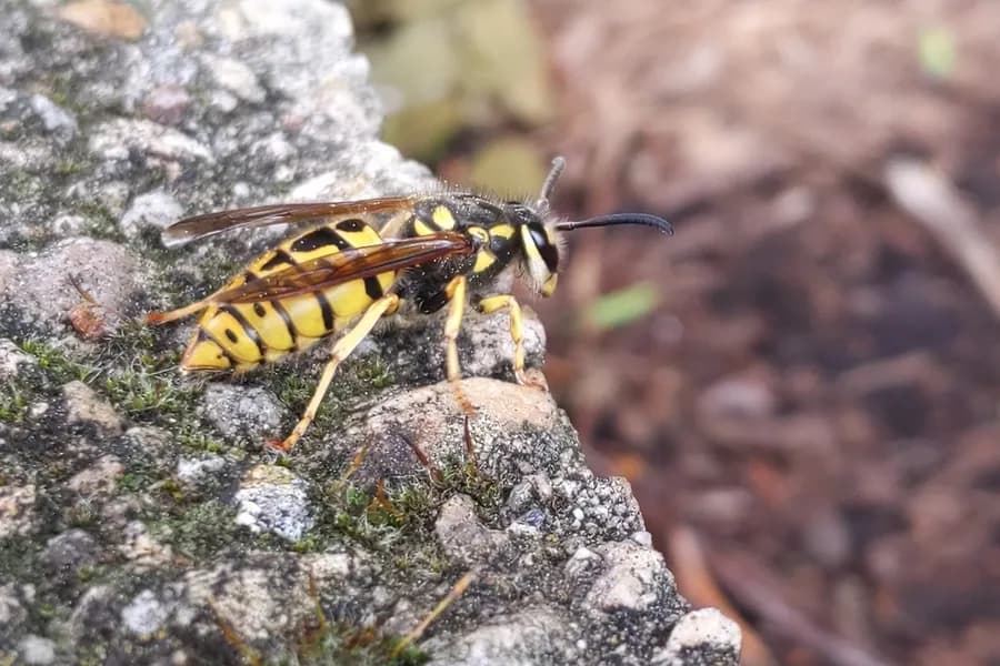 German yellowjacket, Vespula germanica