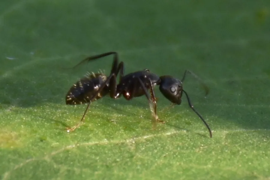 Eastern black carpenter ant, Camponotus pennsylvanicus
