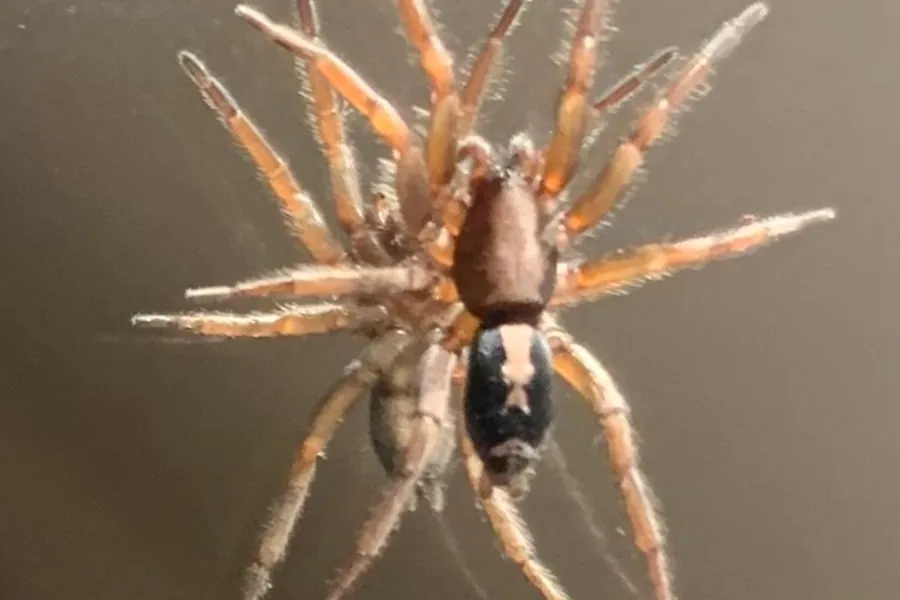 Eastern parson spider, Herpyllus ecclesiasticus