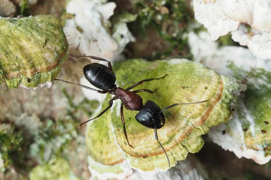 New York carpenter ant, Camponotus novaeboracensis
