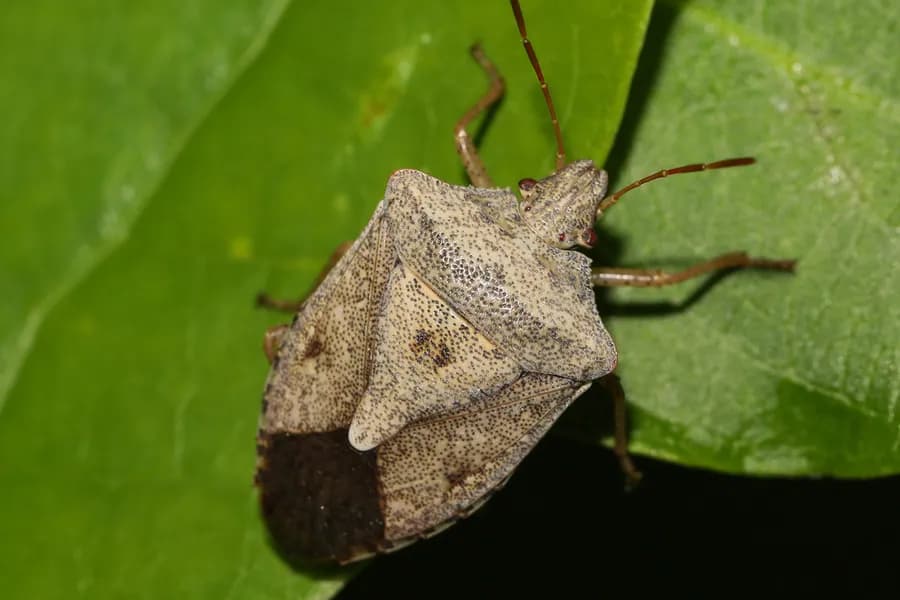 Brown stink bug, Euschistus servus