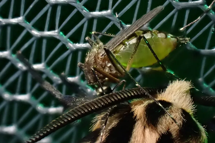 Inland floodwater mosquito, Aedes vexans