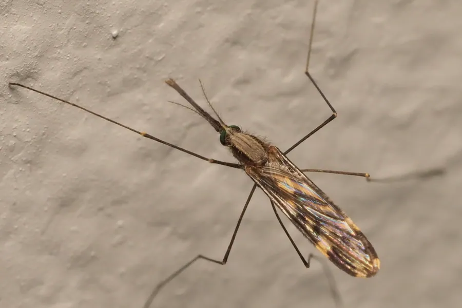 Woodland malaria mosquito, Anopheles punctipennis