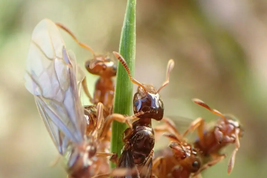 Citronella ant, Lasius claviger