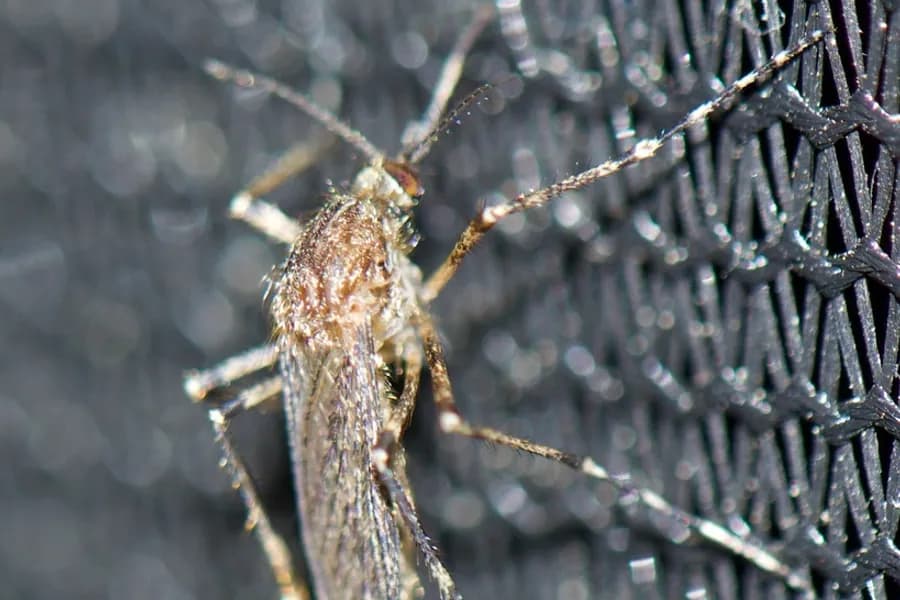 Cattail mosquito, Coquillettidia perturbans