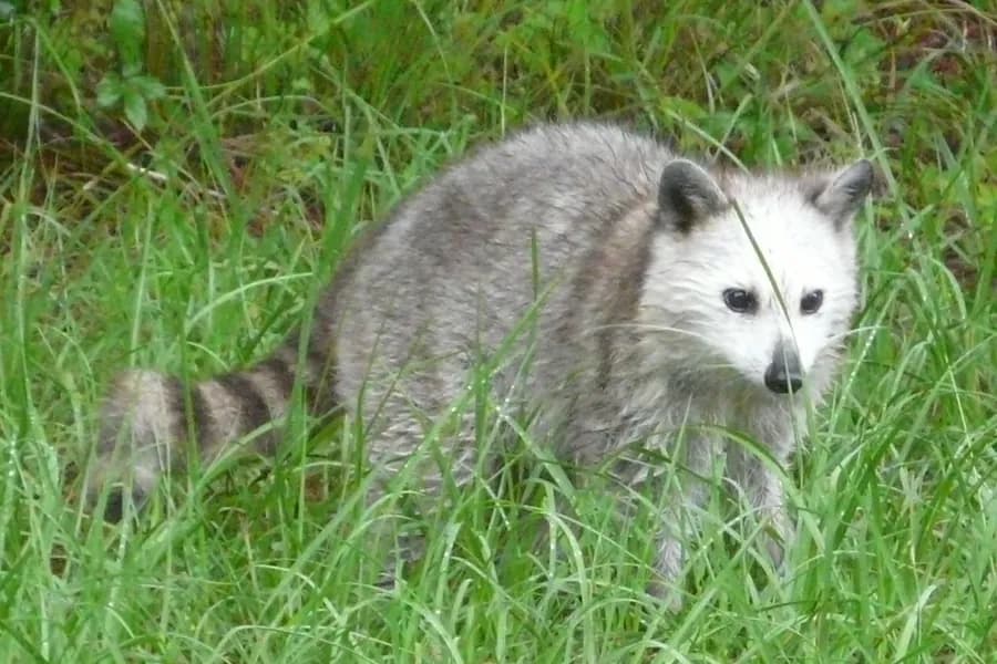 Raccoon, Procyon lotor