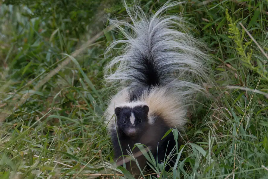 Striped skunk, Mephitis mephitis