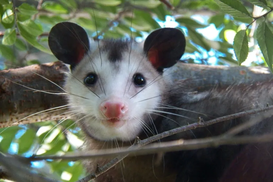 Virginia opossum, Didelphis virginiana