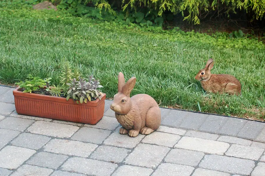 Eastern cottontail, Sylvilagus floridanus