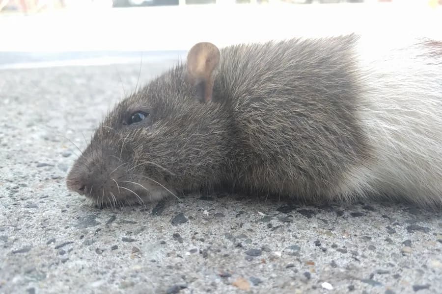 Norway rat, Rattus norvegicus