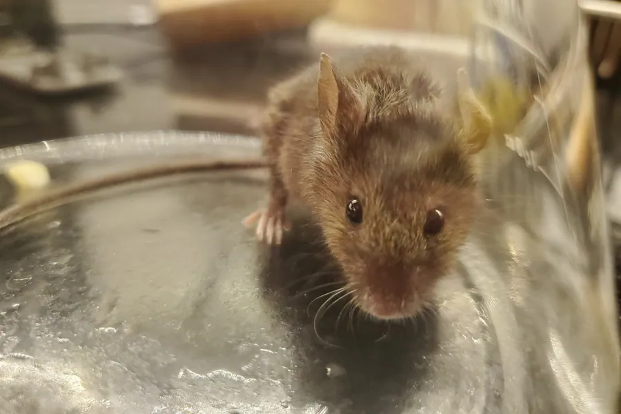 House mouse, Mus musculus