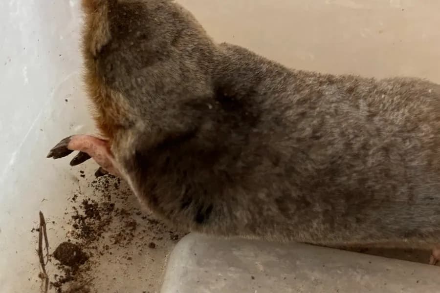 Eastern mole, Scalopus aquaticus