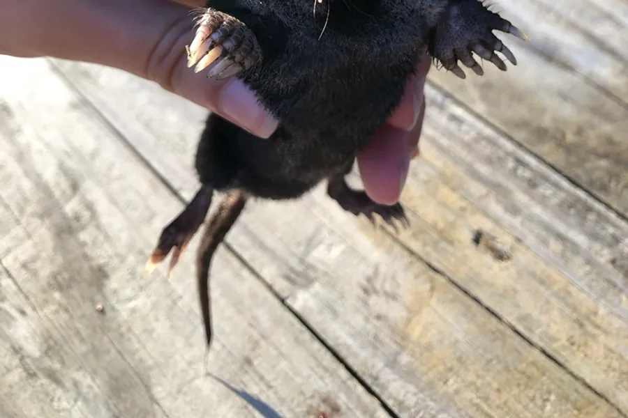Star-nosed mole, Condylura cristata