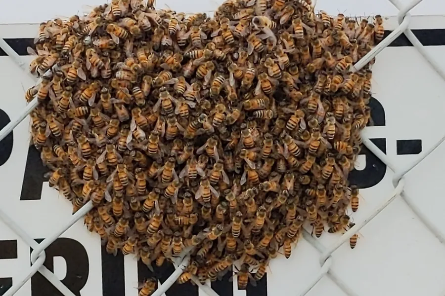 Western honey bee, Apis mellifera