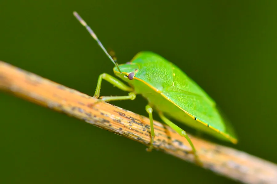 Green stink bug, Chinavia hilaris