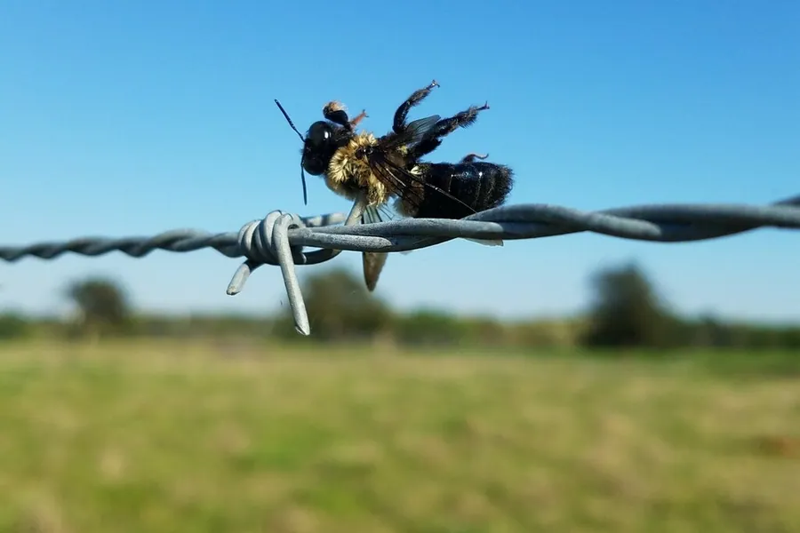 Eastern carpenter bee, Xylocopa virginica