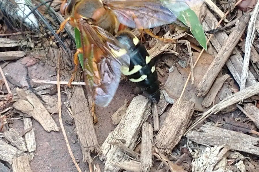 Eastern cicada killer, Sphecius speciosus