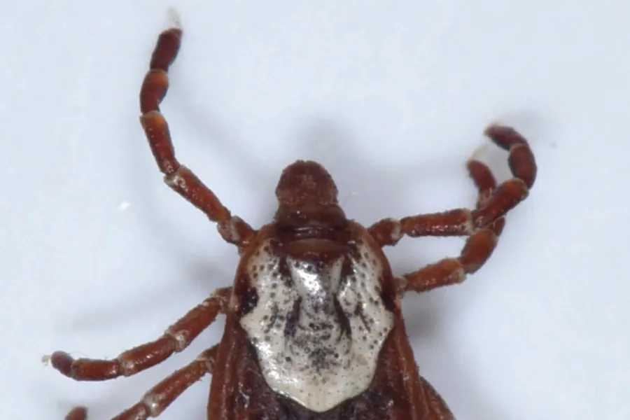 American dog tick, Dermacentor variabilis