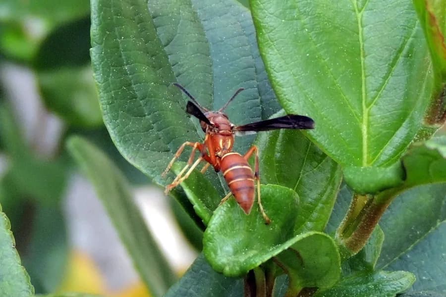 Northern paper wasp, Polistes fuscatus