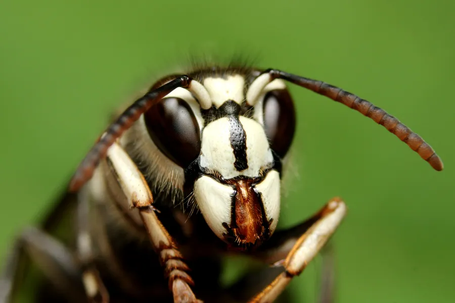Bald-faced hornet, Dolichovespula maculata