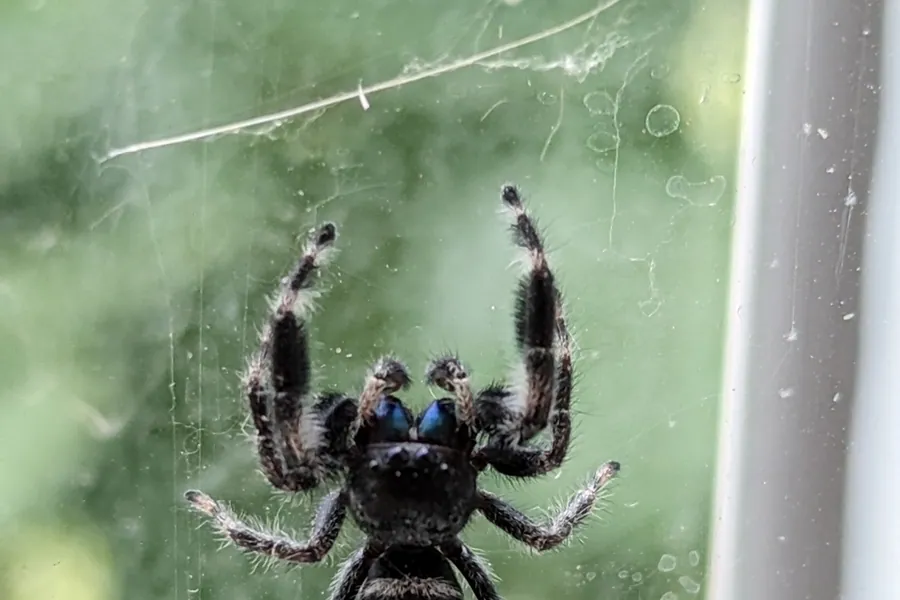 Bold jumping spider, Phidippus audax