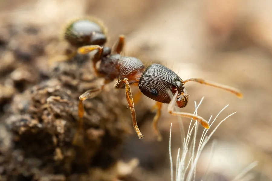 Pavement ant, Tetramorium immigrans