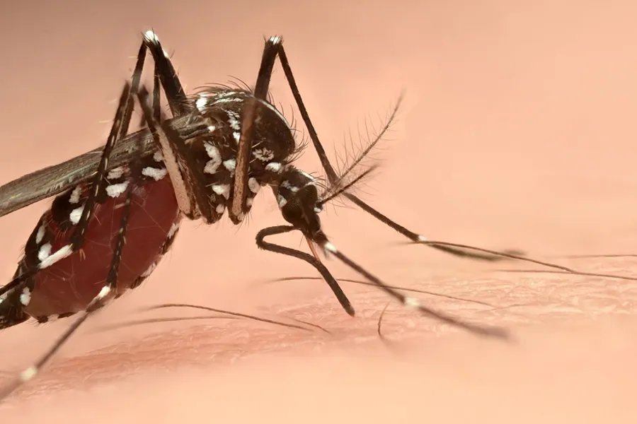 Asian tiger mosquito, Aedes albopictus