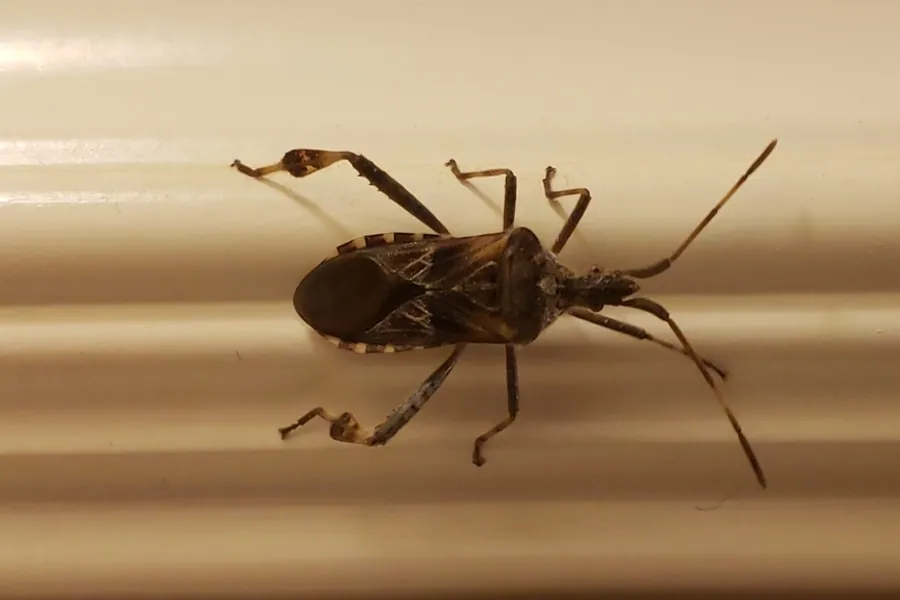 Western conifer seed bug, Leptoglossus occidentalis