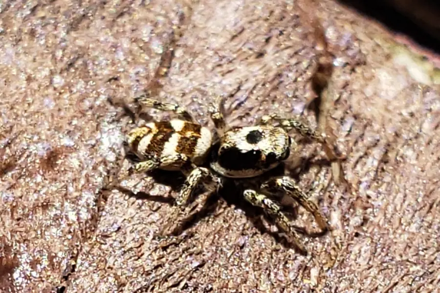Zebra jumping spider, Salticus scenicus