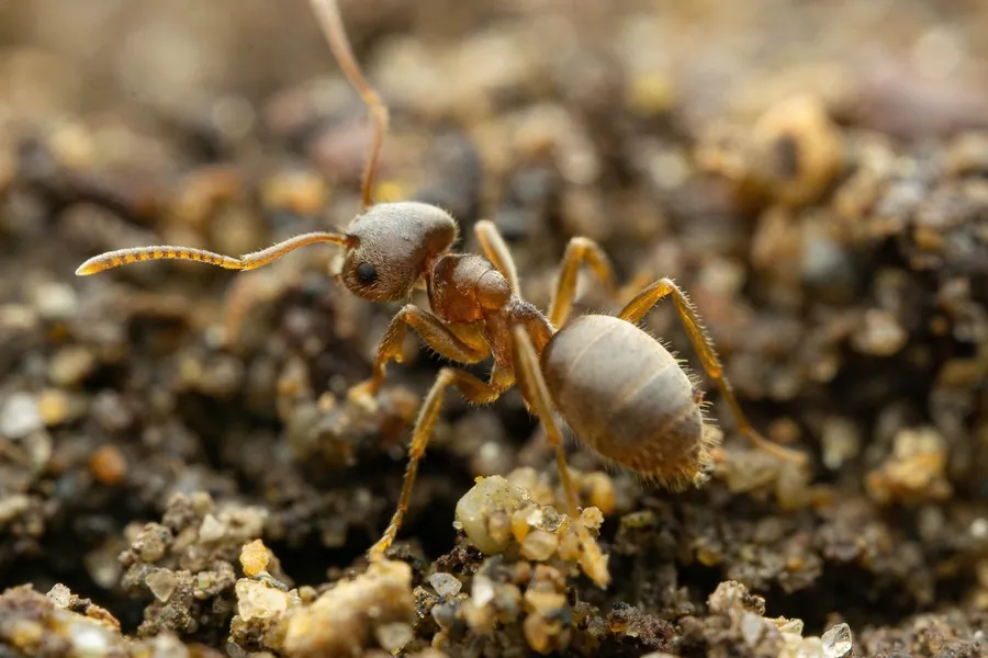 Turfgrass ant, Lasius neoniger